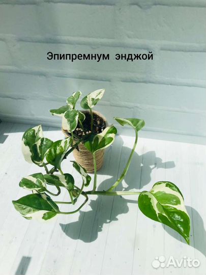 Эпипремнумы и филодендроны