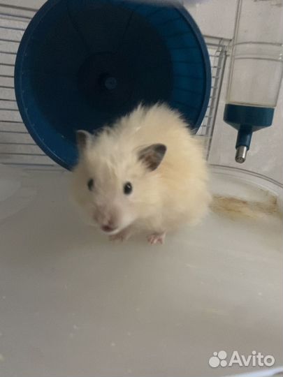 Хомяки вместе с клеткой