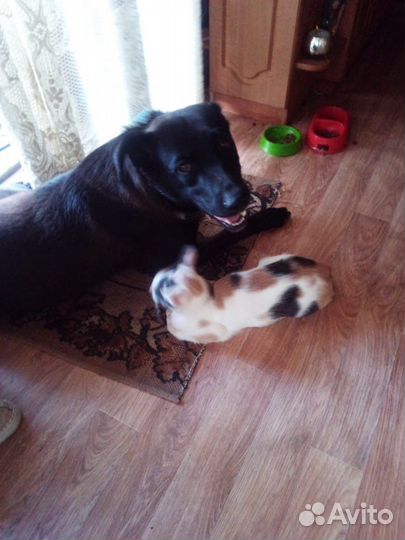 Собака в добрые руки отдам бесплатно