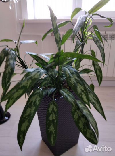 Комнатные цветы