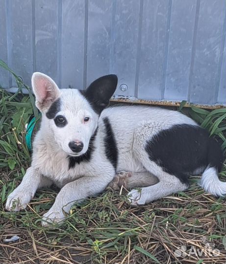 Щенок в добрые руки