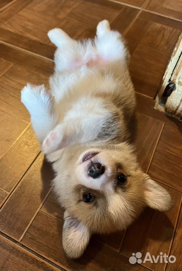 Щенки корги