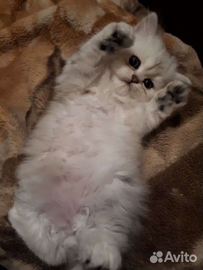 Котята персидской шиншилы