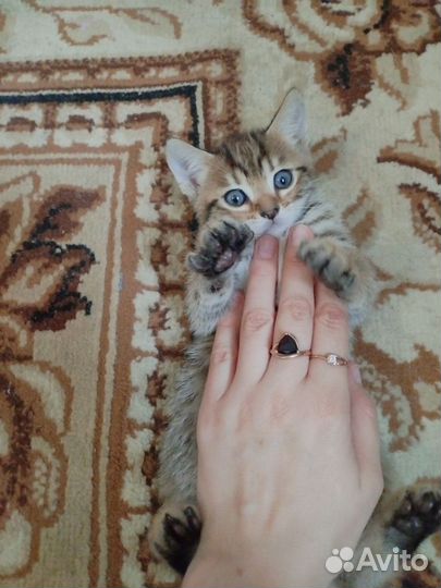 Бенгальская кошка