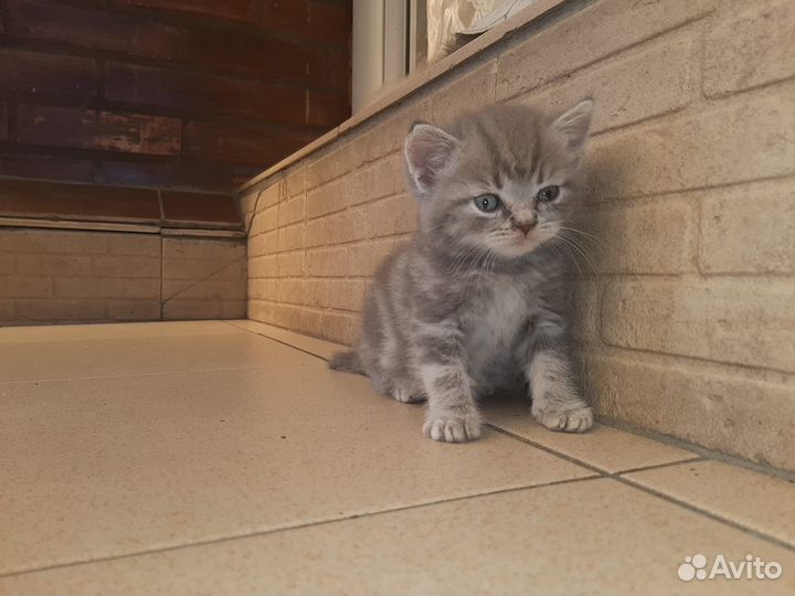 Британские котята