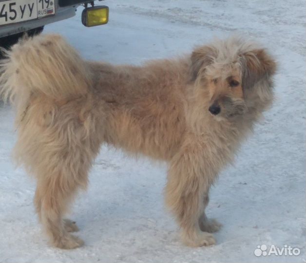Собаки и щенки