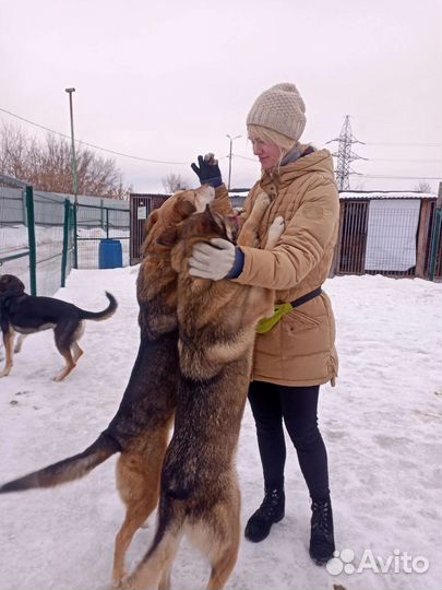 Приглашаем волонтеров в приют
