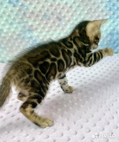 Бенгальские котята Бенгал Бенгальская