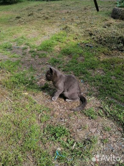 Котята в добрые руки бесплатно