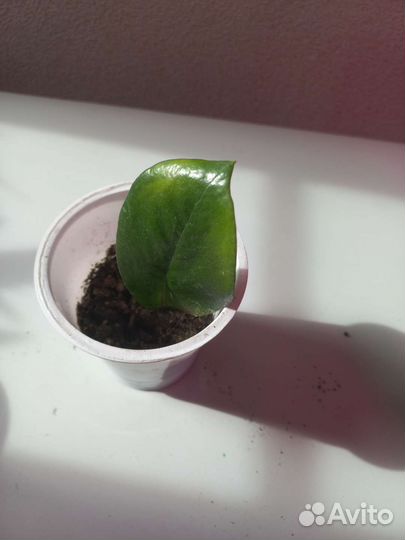 Замиокулькас