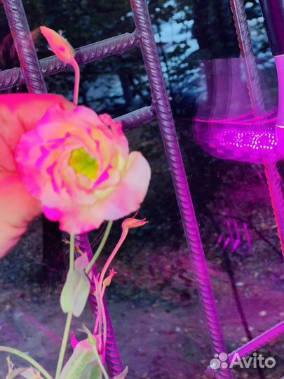 Рассада эустомы