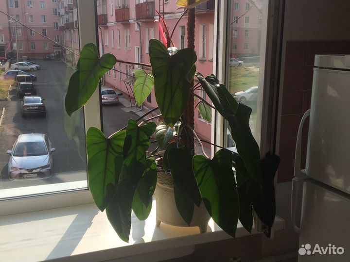 Филолендрон