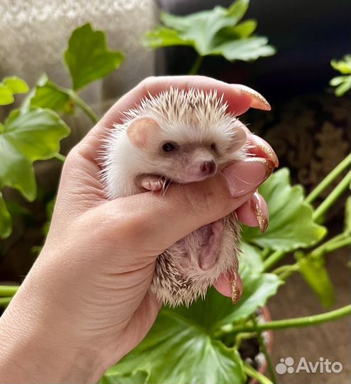 Карликовый африканский ежик