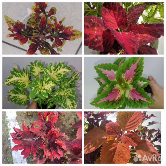 Укорененные черенки вегетативных колеусов