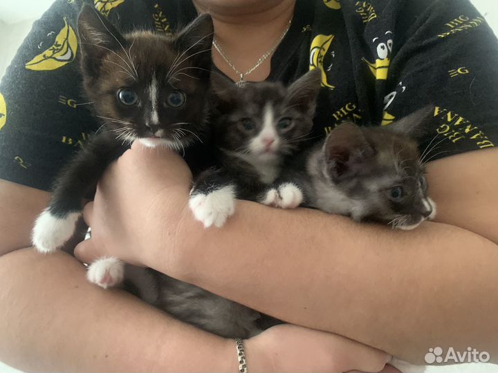 Котята в добрые руки