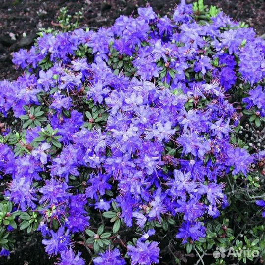 Рододендрон Azurika