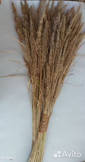 Сухоцветы для интерьера