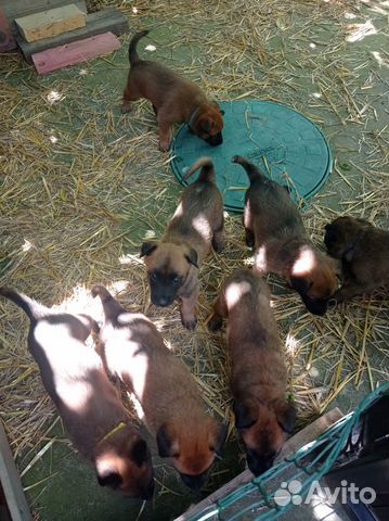 Продаются щенки бельгийской овчарки Малинуа объявление продам