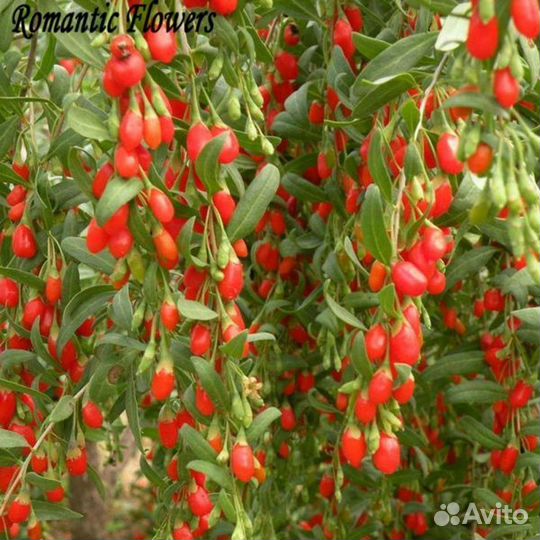 Дереза обыкновенная (Годжа)