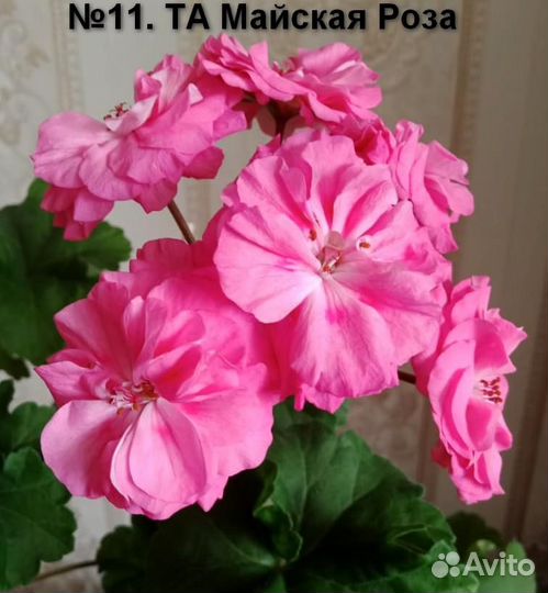 Пеларгония