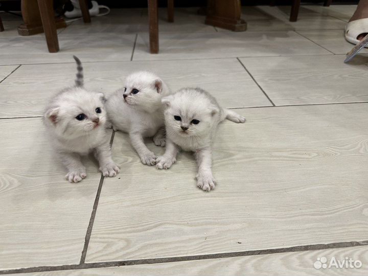 Продам вислоухих котят