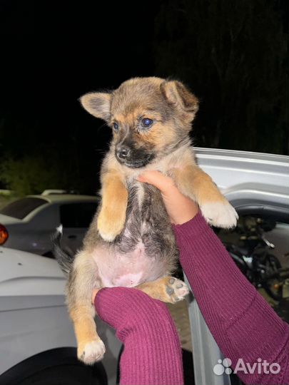 В добрые руки девочка