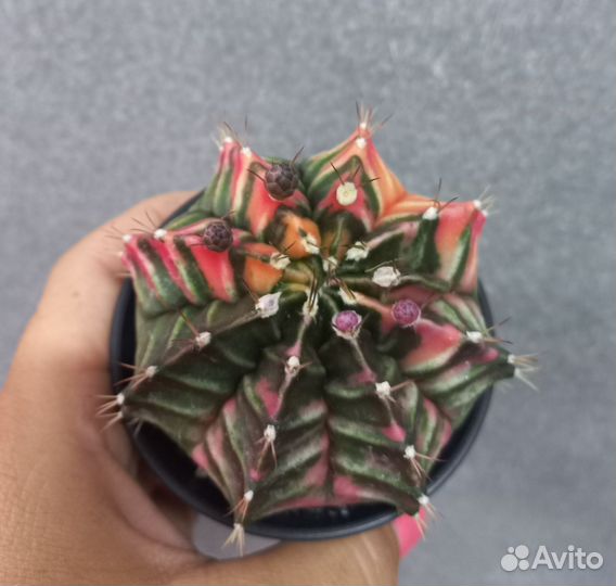 Кактус гимнокалициум вариегатный d 7,5