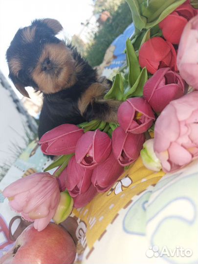 Йоркширский терьер щенки