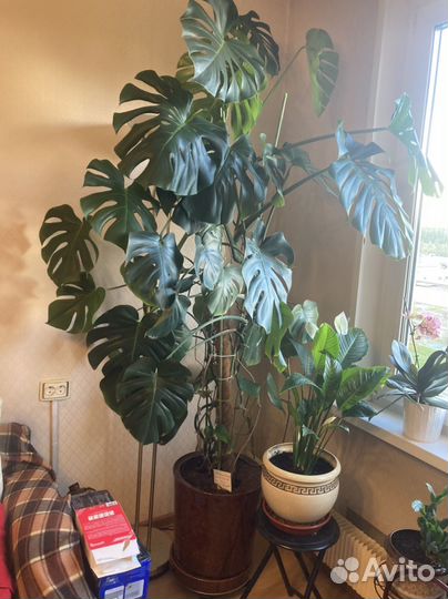 Монстера sigma 2м