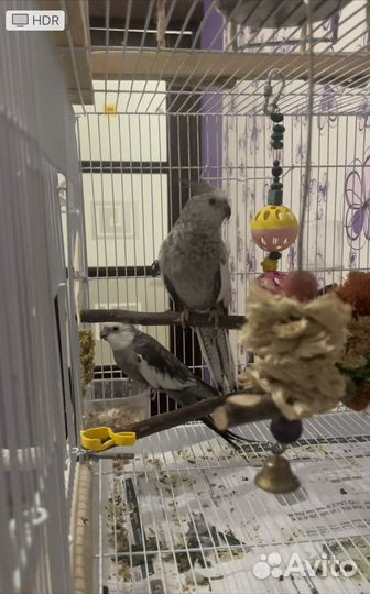 Корелла пара