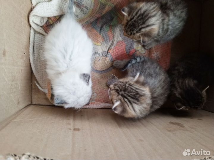 Котята отдам в добрые руки бесплатно