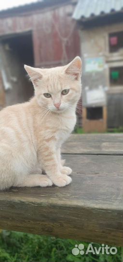 Кошка в дар бесплатно