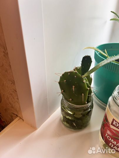 Продам цветы комнатные