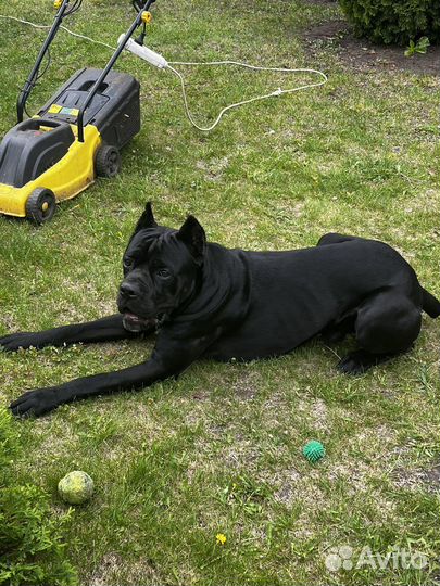 Кане Корсо вязка