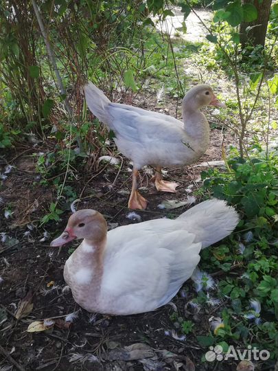 Индоутки (Мускусные утки) Серебро