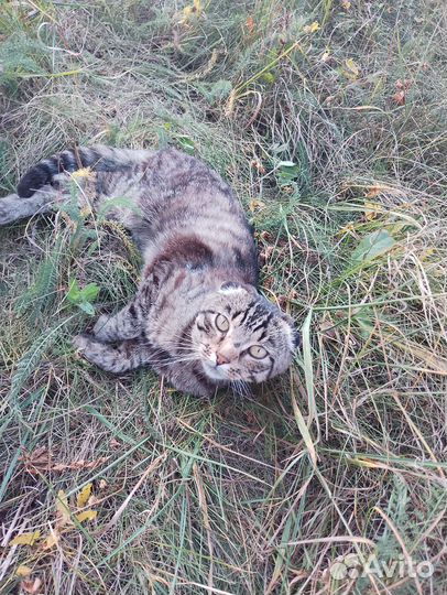 Вислоухий кот в добрые руки