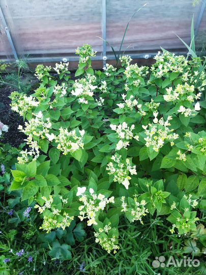 Гортензия метельчатая Тачь оф пинк