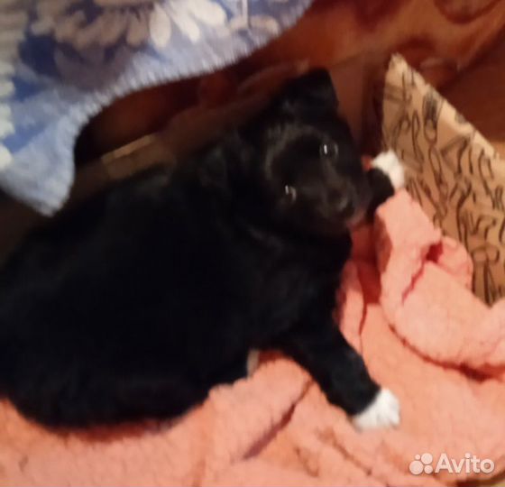 Щеночки комнатной собачки