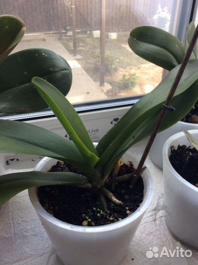 Орхидея фаленопсис