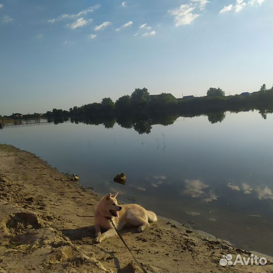 Акита ину вязка