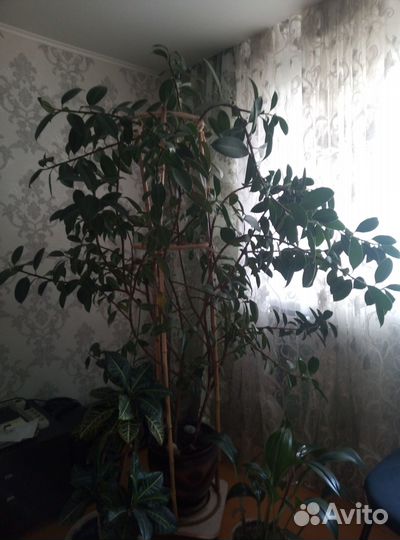Фикус