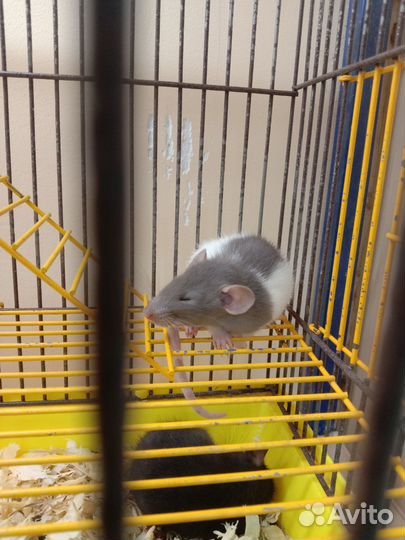 Крысята дамбо