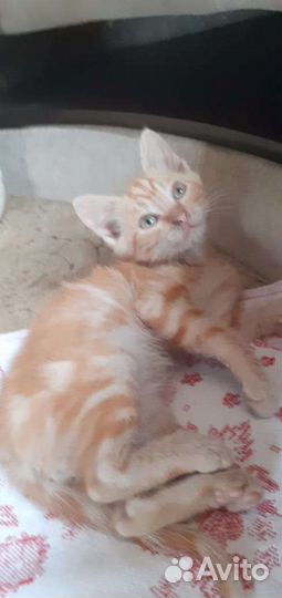 Рыжий котенок мальчик