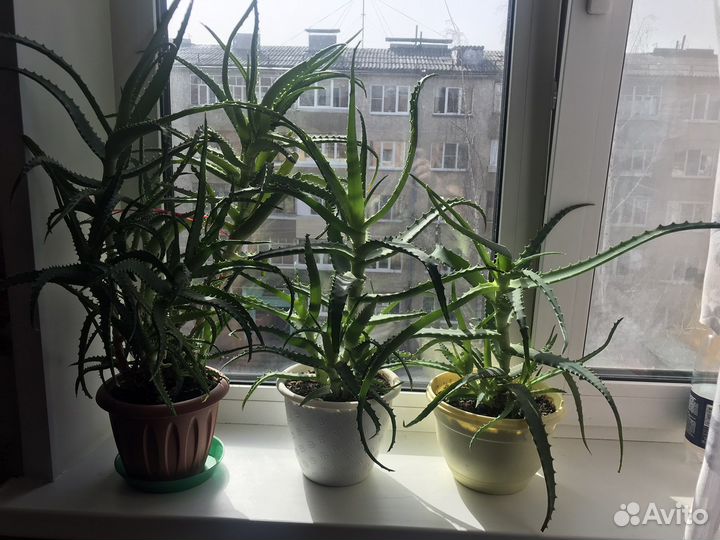 Алоэ суккулент