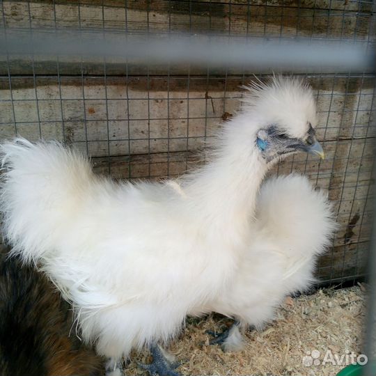 Куры несушки