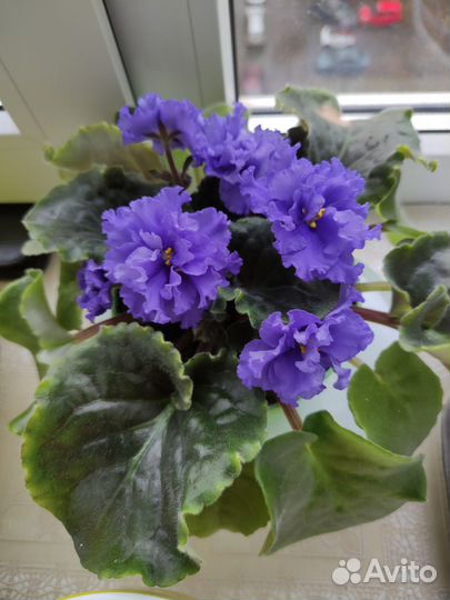 Фиалка сортовая