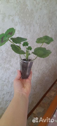 Пеларгония герань сортовая