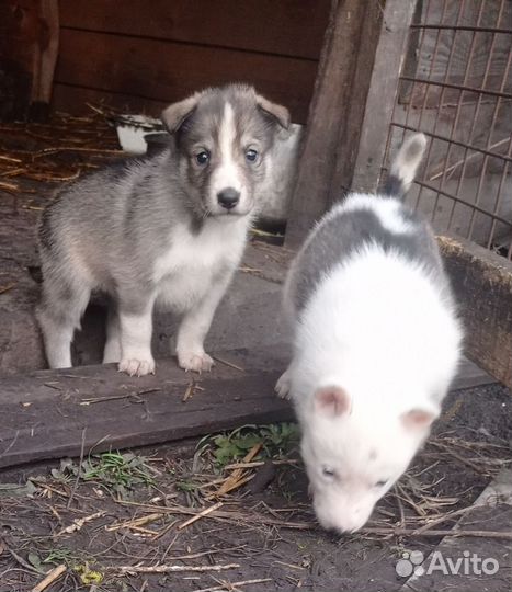 Щенки западно сибирской лайки