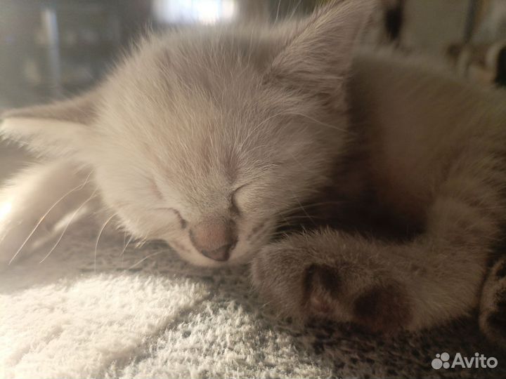 Котята бобтейл