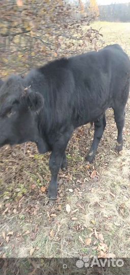 Бычки телята домашние
